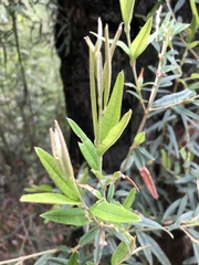 Oxylobium ellipticum