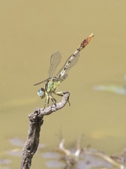 Arigomphus lentulus
