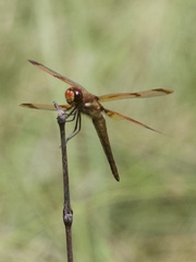 Libellula semifasciata
