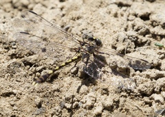 Progomphus obscurus