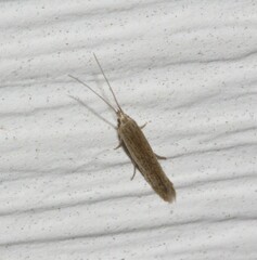 Coleophora