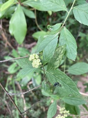 Varronia dichotoma