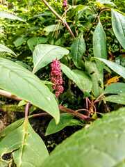 Phytolacca