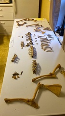 Odocoileus hemionus sitkensis