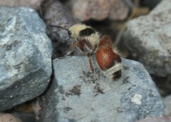 Dasymutilla sicheliana
