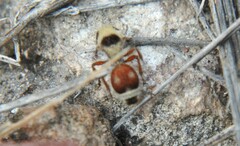 Dasymutilla sicheliana