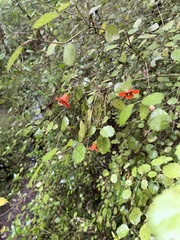 Rhabdothamnus solandri