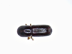 Xyleborus ferrugineus