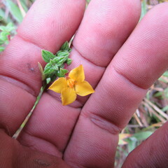 Chaetolepis microphylla