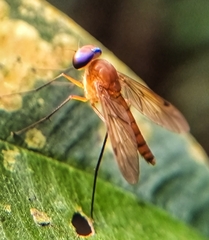Chrysopilus ferruginosus