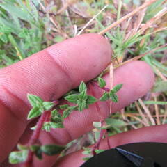 Chaetolepis microphylla