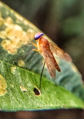 Chrysopilus ferruginosus