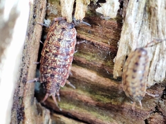 Porcellionides cingendus