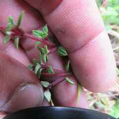 Chaetolepis microphylla