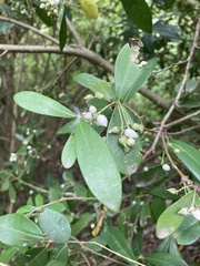Daphnopsis racemosa