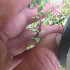 Chaetolepis microphylla