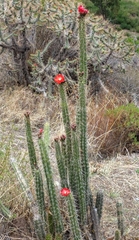 Corryocactus erectus