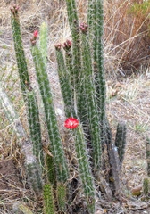 Corryocactus erectus