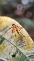 Chrysopilus ferruginosus