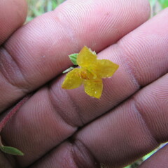 Chaetolepis microphylla