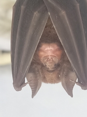 Rhinolophus