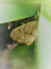 Glaucocharis auriscriptella