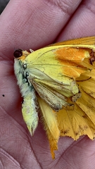 Phoebis philea philea