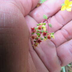 Chaetolepis microphylla