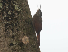 Lepidocolaptes souleyetii