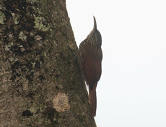 Lepidocolaptes souleyetii