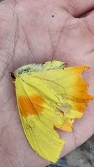 Phoebis philea philea