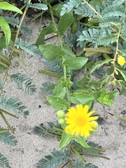 Rayjacksonia phyllocephala