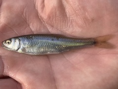 Cyprinella spiloptera