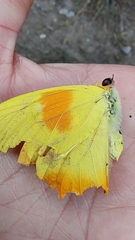 Phoebis philea philea