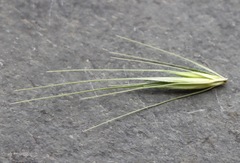 Hordeum murinum glaucum
