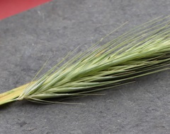 Hordeum murinum glaucum
