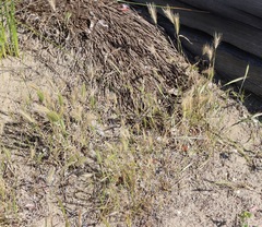 Hordeum murinum glaucum