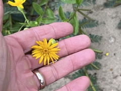 Rayjacksonia phyllocephala