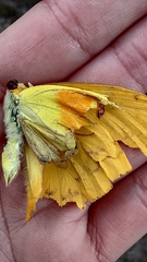 Phoebis philea philea