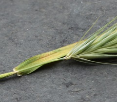 Hordeum murinum glaucum