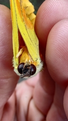 Phoebis philea philea