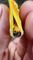 Phoebis philea philea