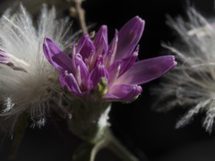 Stephanomeria lactucina