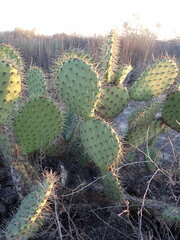 Opuntia oricola