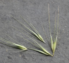 Hordeum murinum glaucum