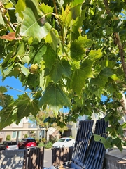 Platanus occidentalis