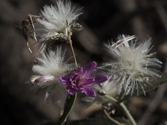 Stephanomeria lactucina