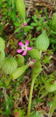 Silene conica