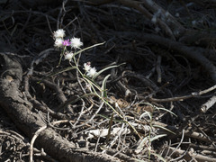 Stephanomeria lactucina