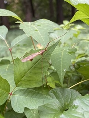 Tipula ultima